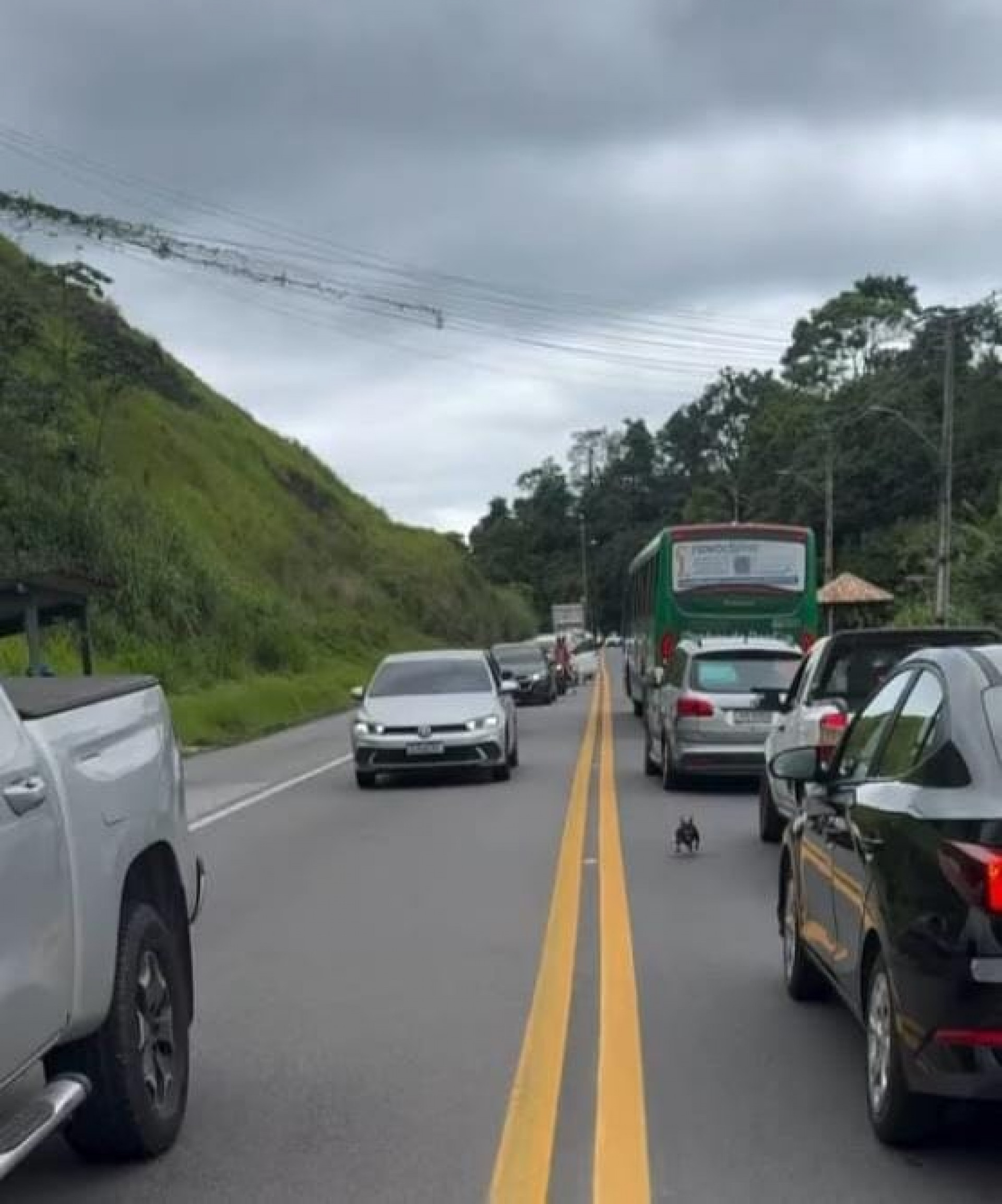 Cão pinscher perdido na Rio-Santos