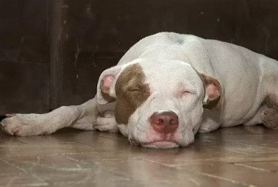 Pitbull solto assusta moradores e leva policiais a se abrigarem na viatura em São Pedro da Aldeia