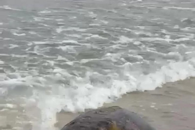 Tartaruga Marinha é encontrada morta na Praia do Peró em Cabo Frio