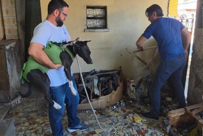 Cães são resgatados em condições insalubres dentro de casa em ruínas na Zona Oeste