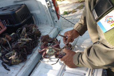 Guarda Ambiental apreende cerca de 50 caranguejos comercializados irregularmente na Praia de Itaipu