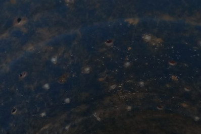 Guarda Ambiental da Prefeitura de Niterói resgata jiboia em Itaipu