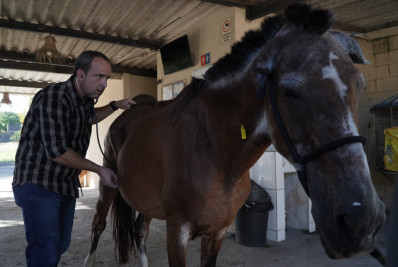 Resgates de animais de grande porte reforçam segurança viária e combate aos maus-tratos