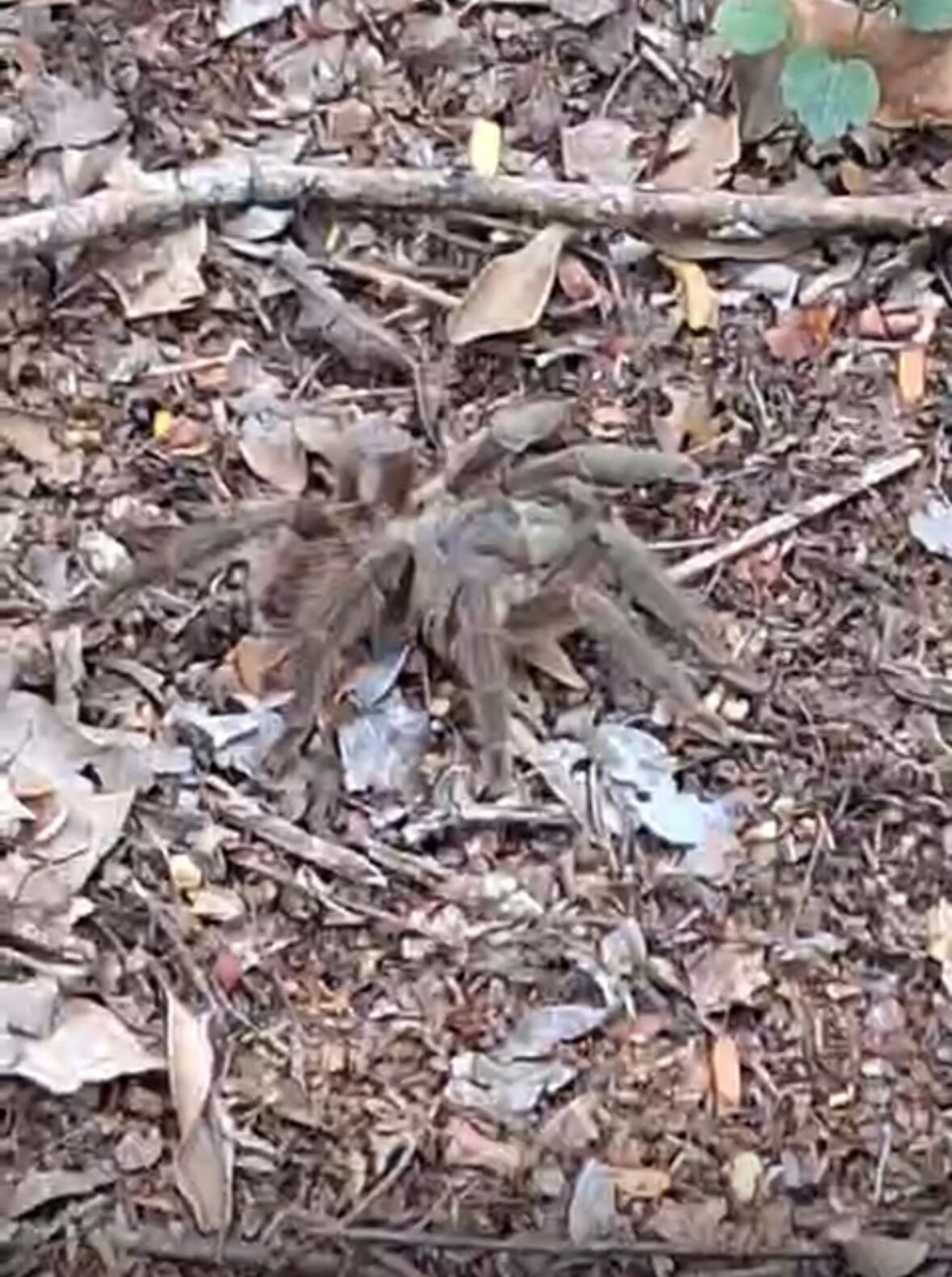 Resgate de uma aranha caranguejeira