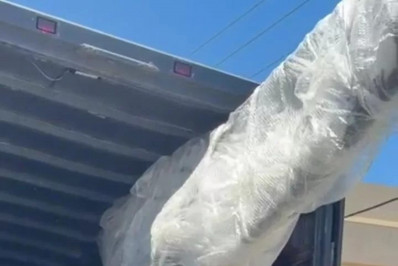 Arraial do Cabo recebe réplicas móveis de animais marinhos