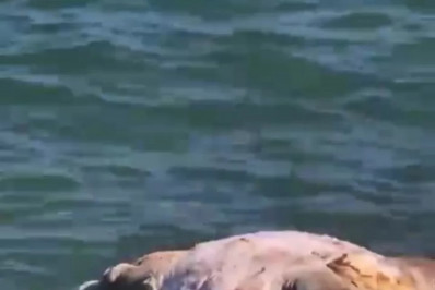 Tartaruga marinha aparece morta na Praia de João Fernandes em Búzios