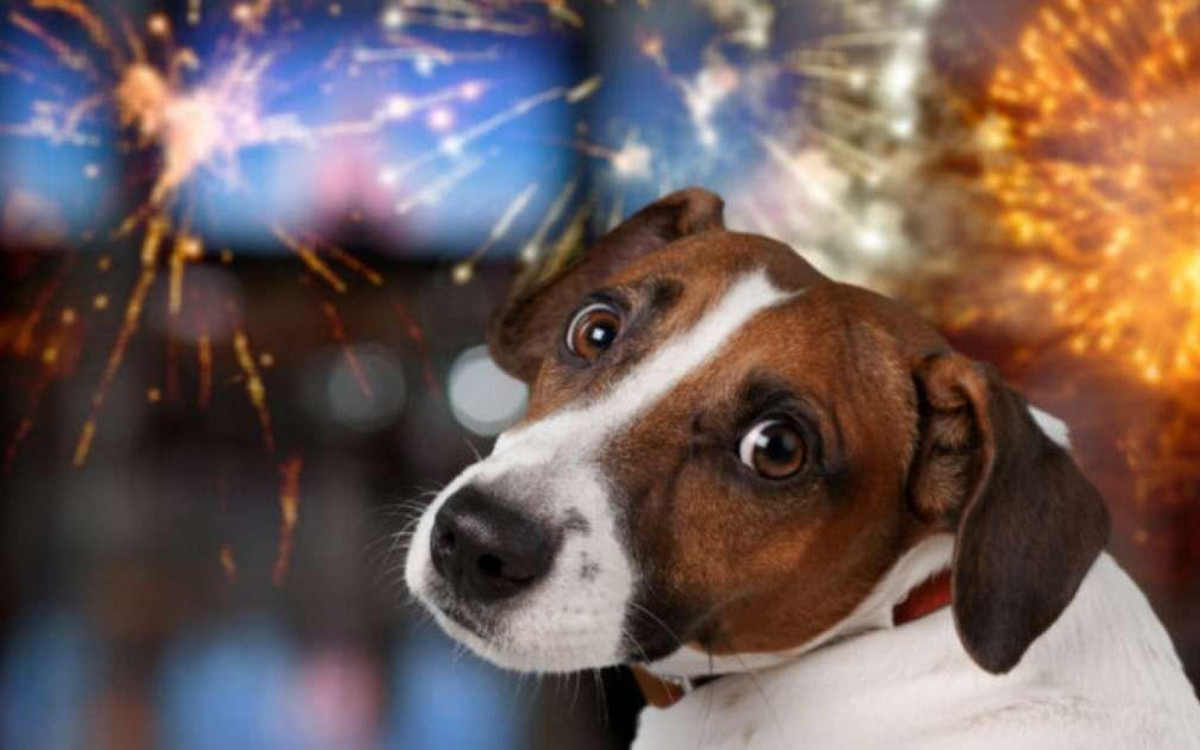 O medo dos fogos está entre as principais causas de fuga