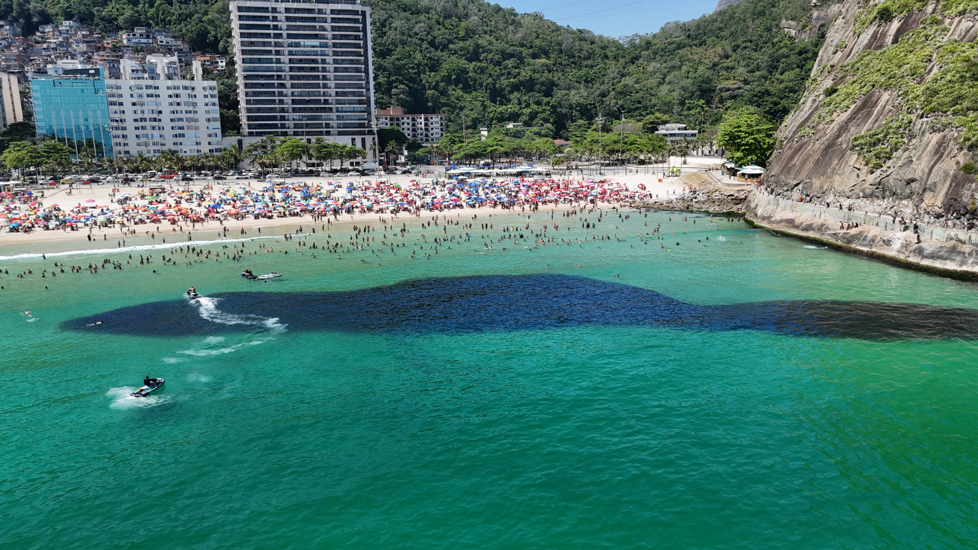 Grande cardume na praia do Leme, Zona Sul do Rio, na manhã desta sexta-feira (26) - Cesar Sales/ Parceiro/ Agência O Dia