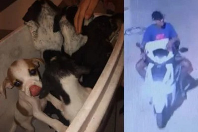 Filhotes de cães são abandonados em caixa de isopor na véspera de Natal em São Pedro da Aldeia