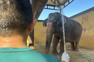 Banho de mangueira e picolé: Animais do BioParque recebem cuidados especiais em meio ao calor extremo