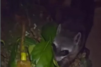 Mão-pelada é avistado no Parque do Mico-Leão-Dourado, em Cabo Frio