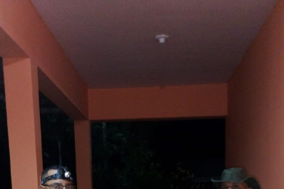 Bicho-preguiça é resgatado após aparecer na varanda de casa em Niterói