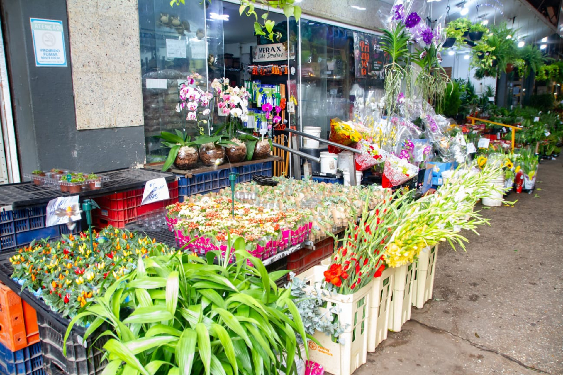 Cadeg &eacute; conhecido pela variedade de flores - &Eacute;rica Martin / Ag&ecirc;ncia O Dia