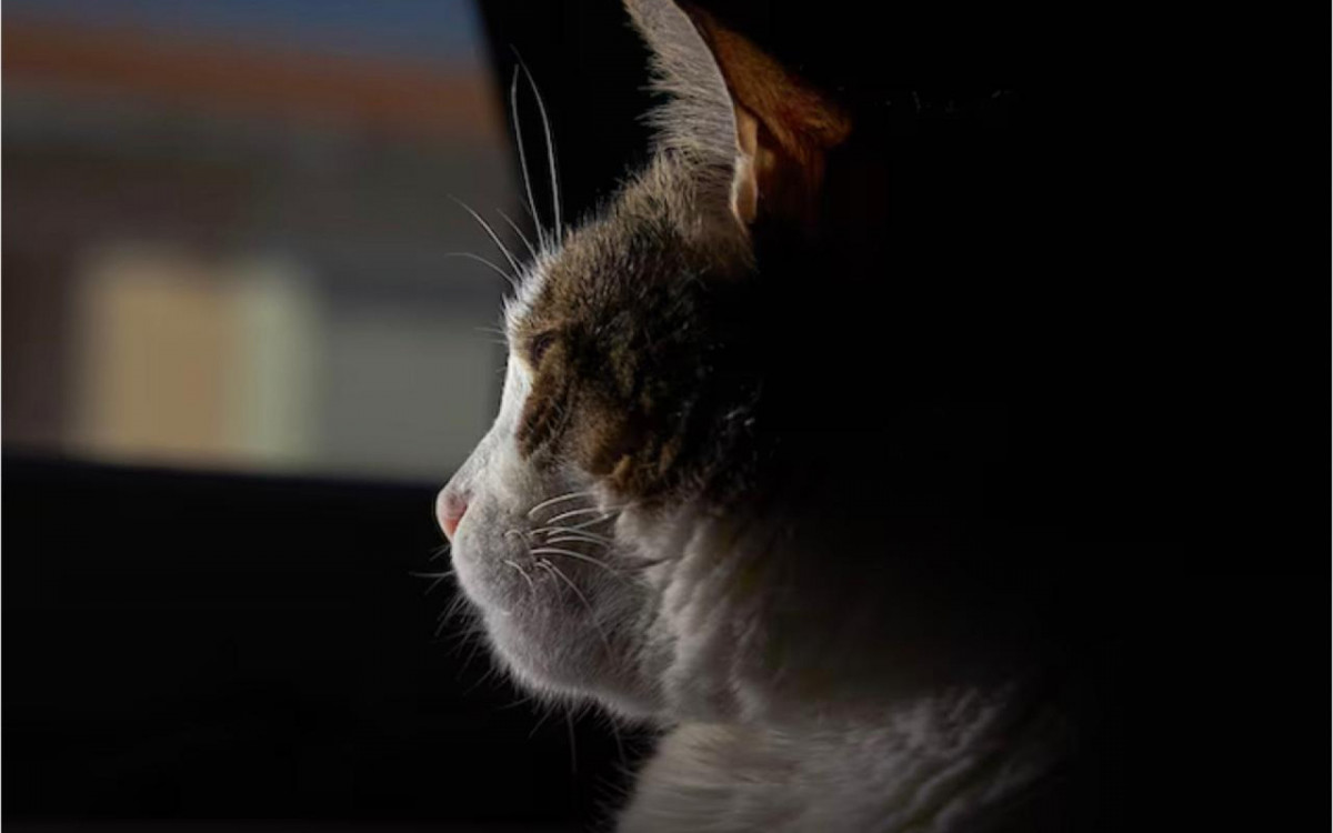 Doenças emocionais nos felinos costumam passar despercebidas