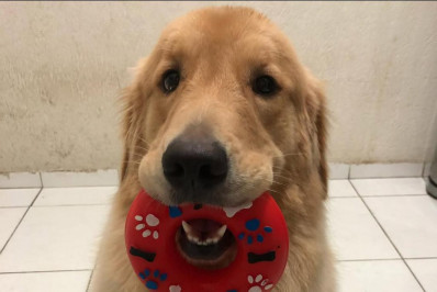 Cadela morre dentro de casa durante queima de fogos no Engenho de Dentro