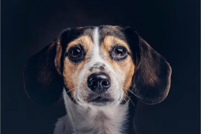 Ansiedade e depressão em pets: reflexo do estilo de vida dos responsáveis pelos animais