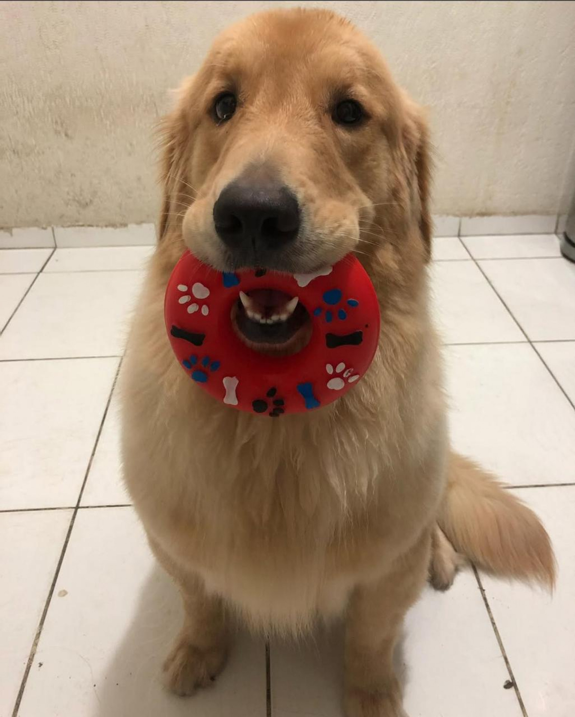 Cadela Maya, de 6 anos, era amada por sua família - Arquivo Pessoal