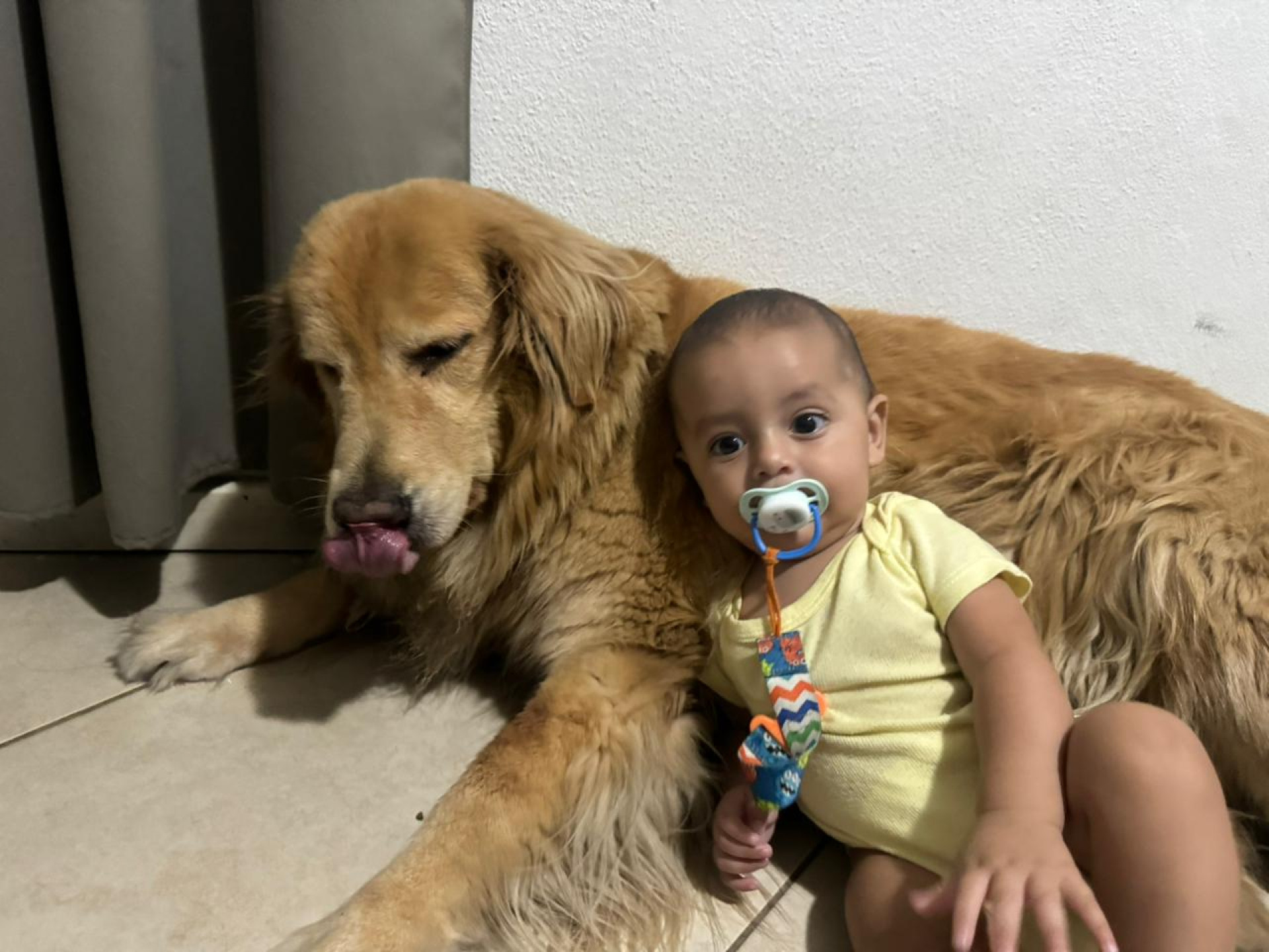 Cadela Maya, de 6 anos, era amada por sua família - Arquivo Pessoal