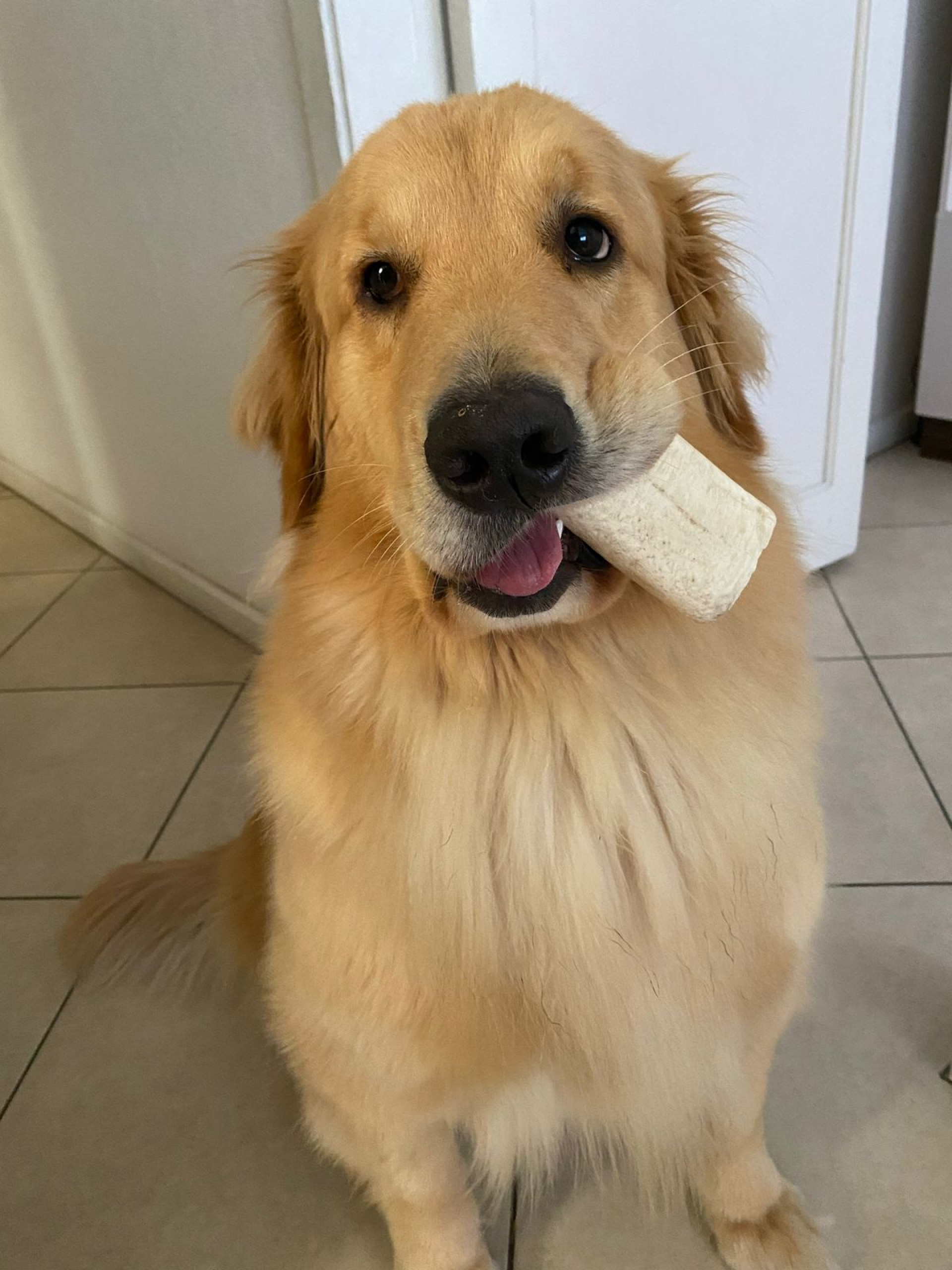 Cadela Maya, de 6 anos, era amada por sua família - Arquivo Pessoal