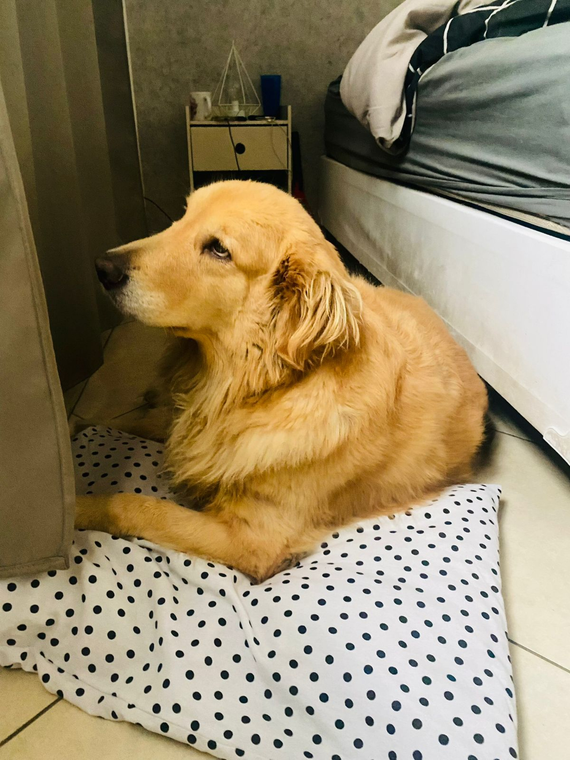 Cadela Maya, de 6 anos, era amada por sua família - Arquivo Pessoal