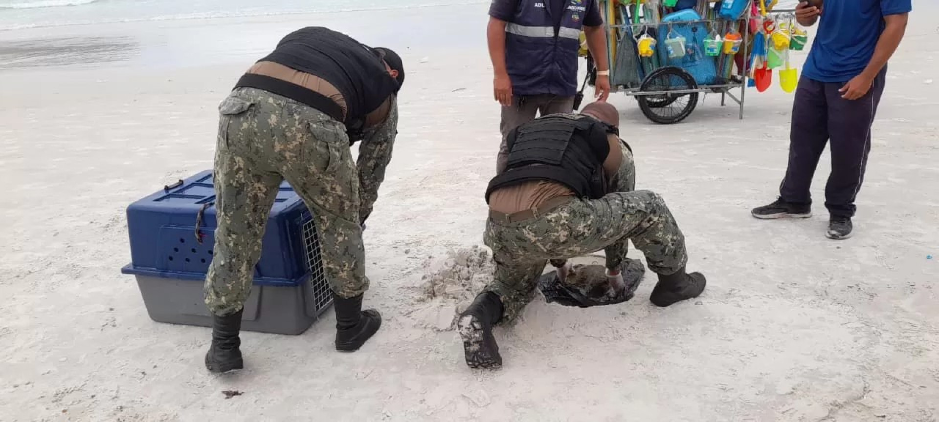 Tartaruga marinha e Lontra são resgatadas - Ascom