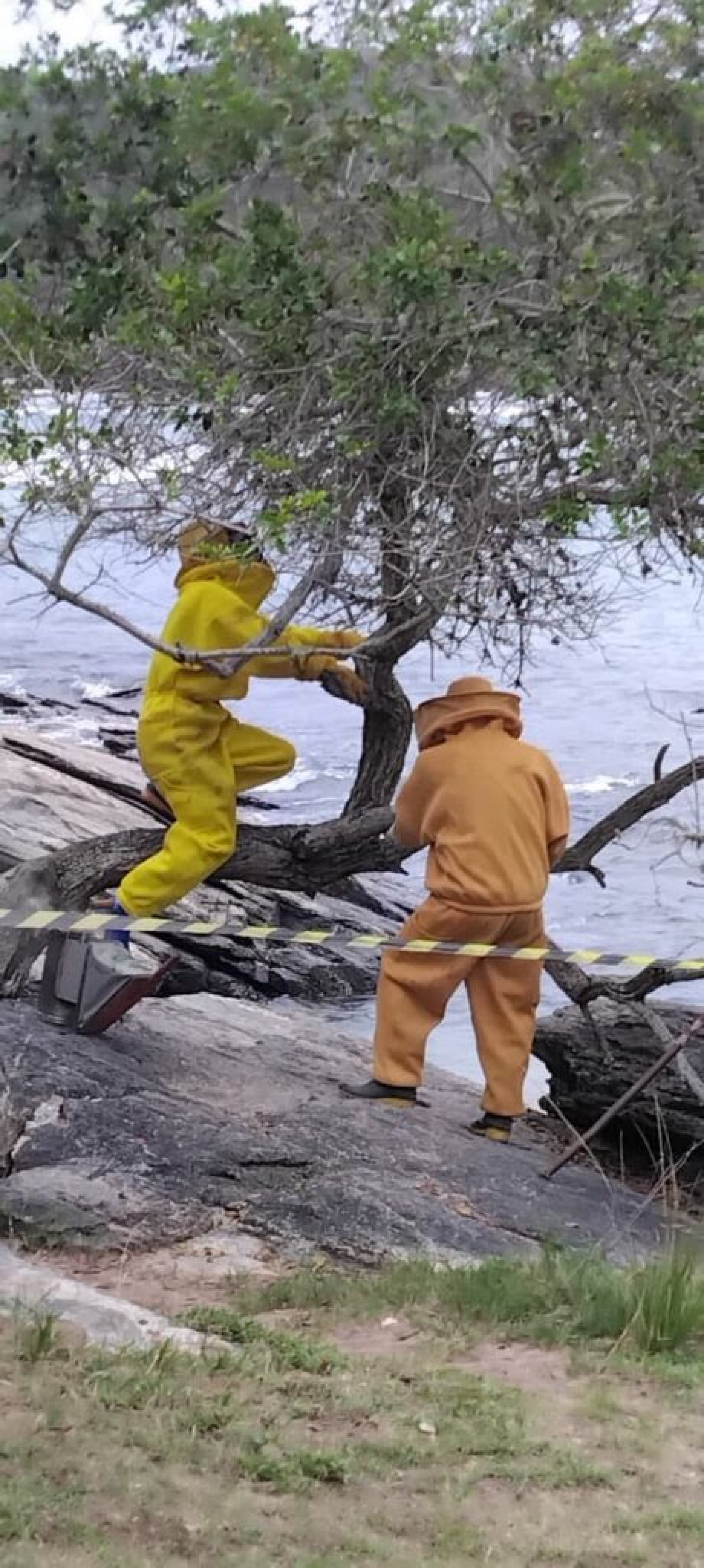 Ação de controle e remoção de vespas - Ascom