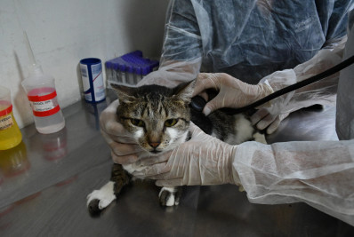 Niterói oferece 55 consultas no primeiro atendimento veterinário gratuito do ano