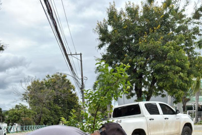 Três Rios Verde: 60 pés de ipê são plantados em vias da cidade