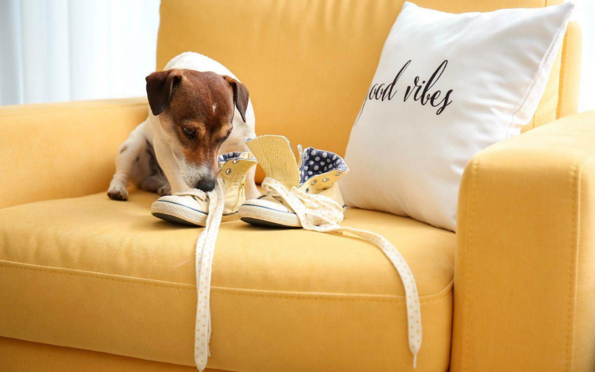 Janeiro Branco alerta para a saúde mental dos pets