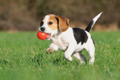 Janeiro Branco amplia debate sobre saúde mental ao incluir o bem-estar emocional dos animais