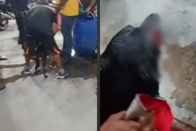 Homem em situação de rua é preso em flagrante por esfaquear cachorro em Magé
