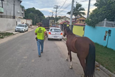 Prefeitura de Iguaba Grande intensifica fiscalização de animais soltos nas ruas