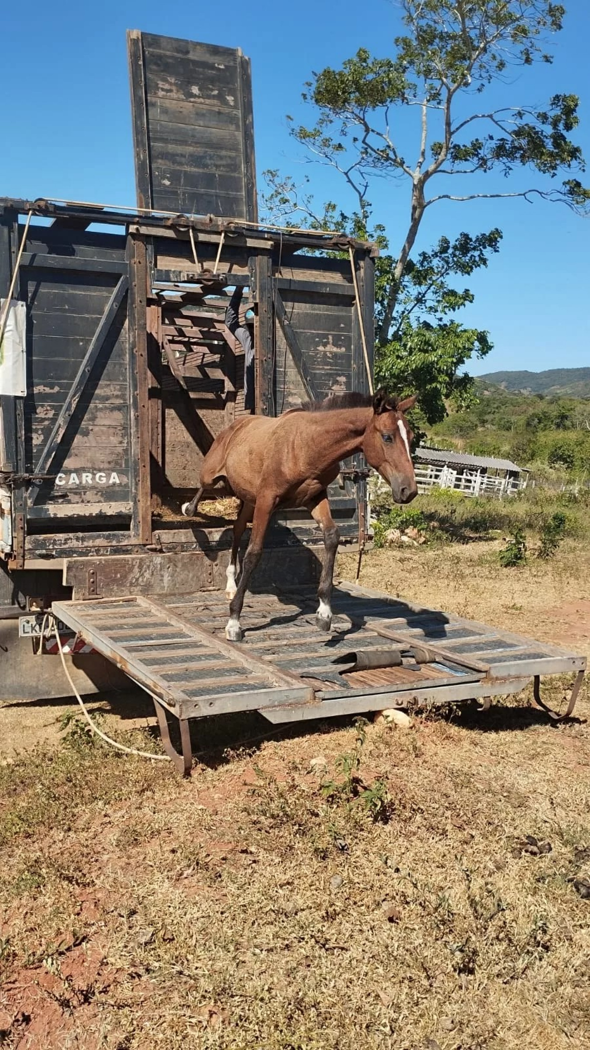 Fiscalização de animais soltos nas ruas - Ascom