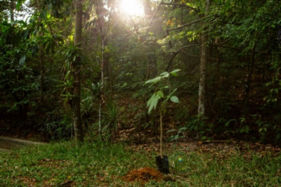 Prefeitura de Caxias plantou mais de 10 mil mudas nativas da Mata Atlântica