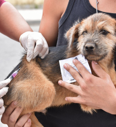 Prefeitura de Maricá vacina mais de 25 mil cães e gatos contra a raiva em 2025