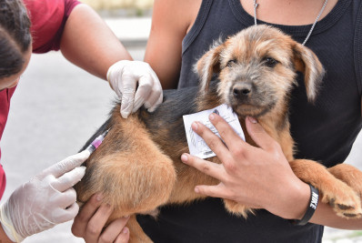 Prefeitura de Maricá vacina mais de 25 mil cães e gatos contra a raiva em 2025