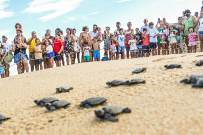 Caruara programa caminhada ao mar focada em filhotes de tartarugas