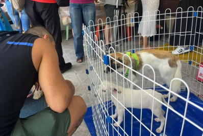 Feira de Adoção Animal acontece neste sábado (17) no Centro de Cabo Frio