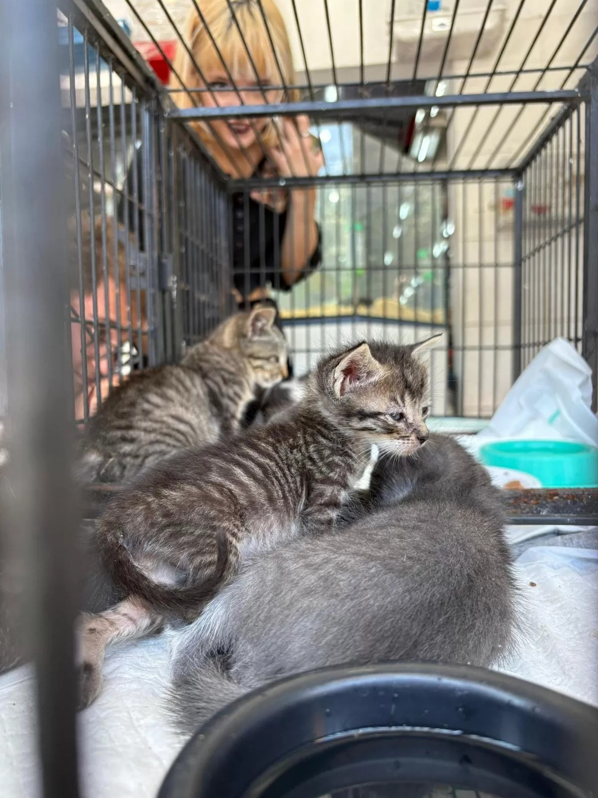 Feira de Adoção Animal - Ascom