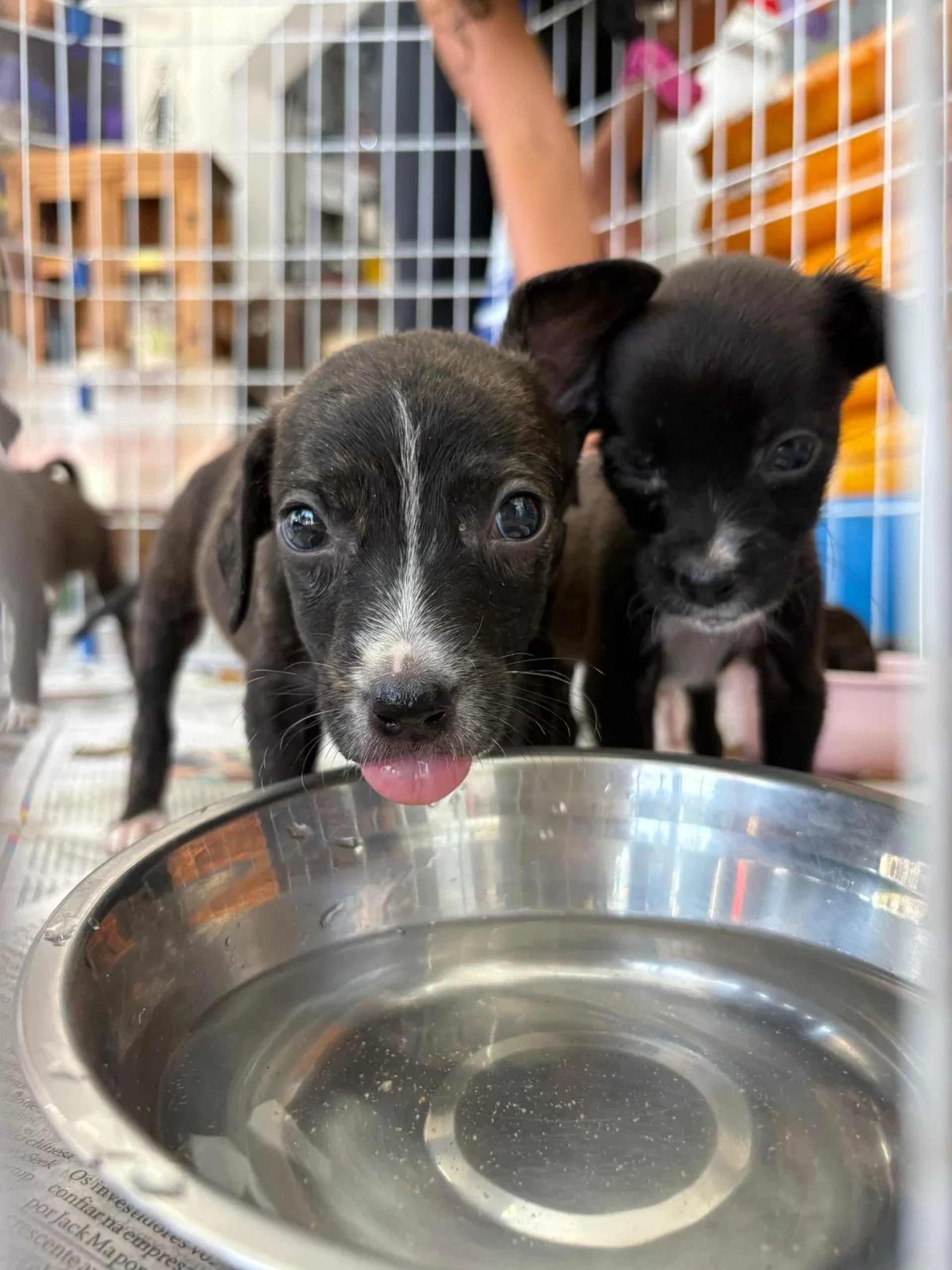 Feira de Adoção Animal - Ascom