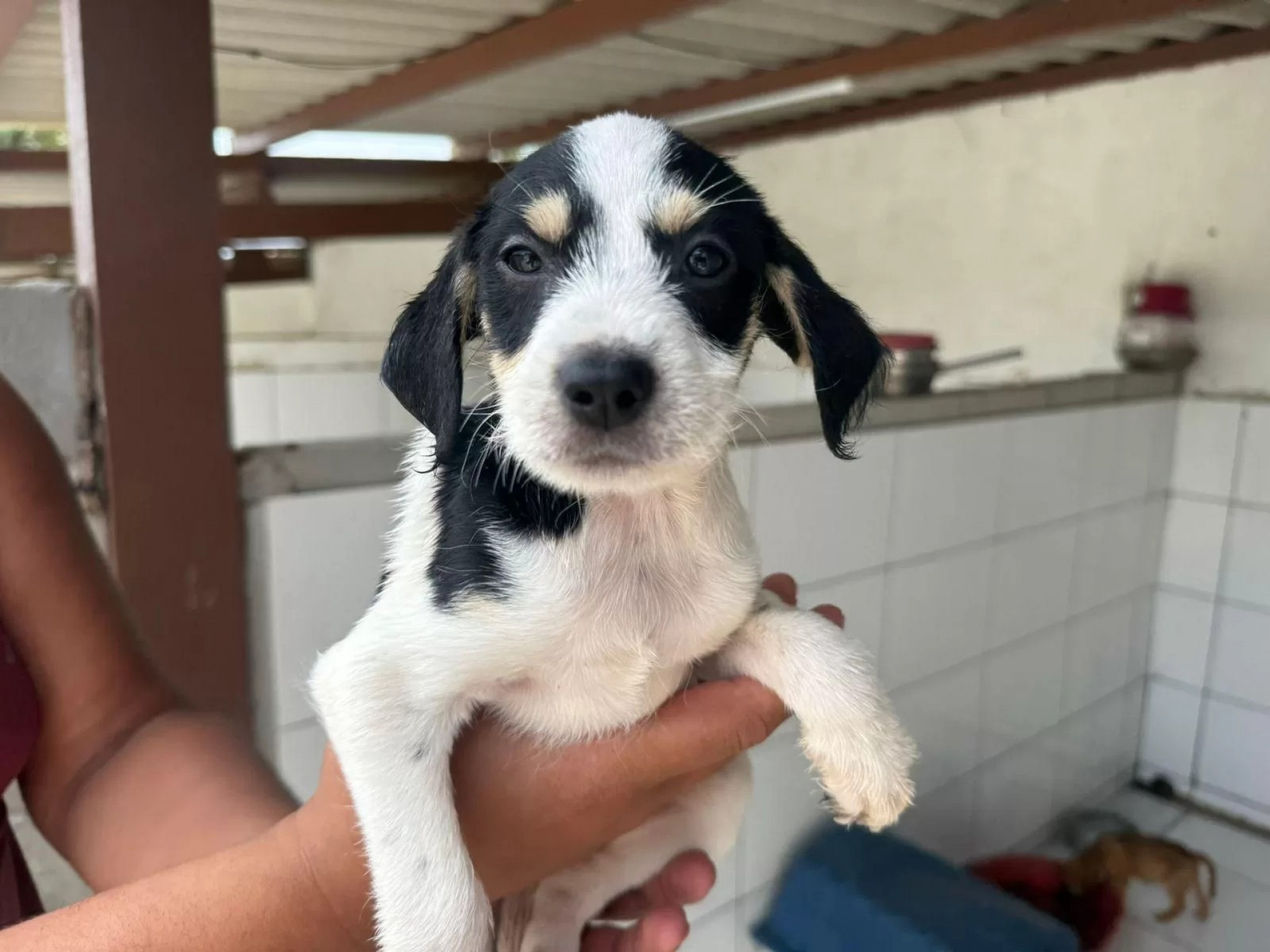 Feira de Adoção Animal - Ascom