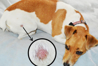 Fungos no verão: calor e umidade aumentam os riscos de infecções de pele em cães