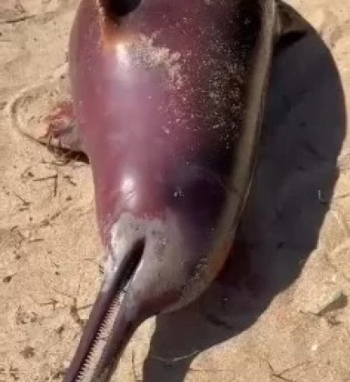 Golfinho é encontrado em avançado estado de decomposição na praia de Tucuns, em Búzios