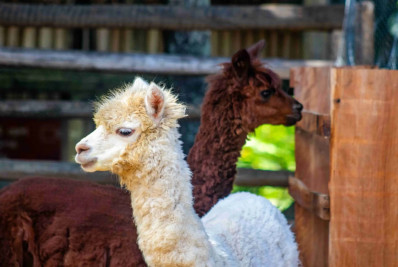 BioParque do Rio lança promoção de ingresso infantil e abre votação para nomear alpacas