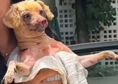 Cachorro é resgatado com queimaduras após incêndio que matou tutora na Zona Oeste