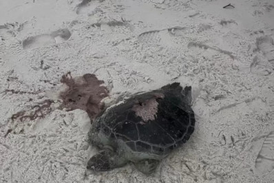 Tartaruga é encontrada morta na Praia de Figueira, em Arraial do Cabo