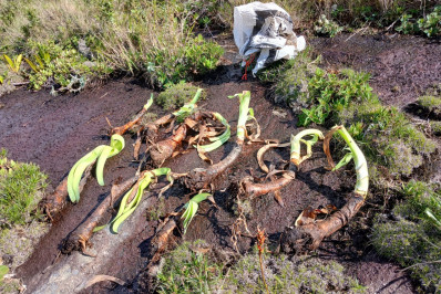 Nove exemplares de planta rara extraída ilegalmente são resgatados em Petrópolis