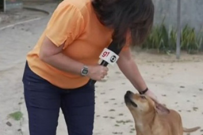 Cachorro caramelo rouba a cena durante transmissão ao vivo 
