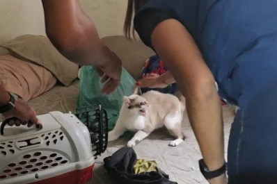 Gatos são resgatados em condições insalubres dentro de casa em Rocha Miranda