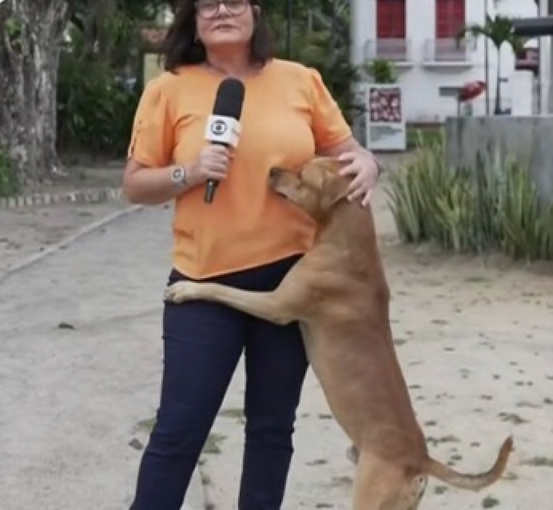 Bianka Carvalho tem reportagem 'invadida' por cachorro caramelo - Reprodução / X